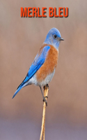 Merle Bleu: Informations Etonnantes & Images
