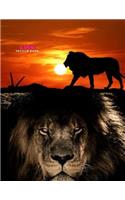 Lion Sketch Book: Practice Painting, Drawing, writing, Sketching or Creative Doodling.