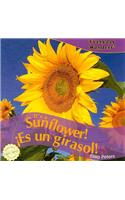 It's a Sunflower! / ¡Es Un Girasol!
