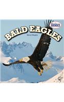 Bald Eagles