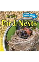 Inside Bird Nests