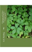 Ginseng and Other Medicinal Plants: Large print