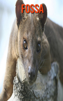 Fossa