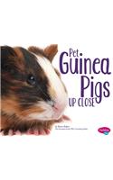 Pet Guinea Pigs Up Close