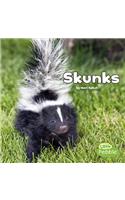 Black and White Animals Skunks