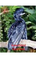 Umbrellabird Sketchbook: (Sketchbook for Teens)