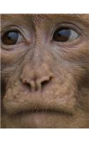 Barbary Ape Notebook