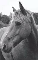 Wild Horse in Pasture Dot Grid Notebook: Blank Dotted Grid Paper