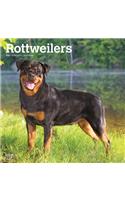 Rottweilers 2021 Square