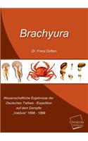 Brachyura