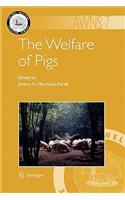 Welfare of Pigs