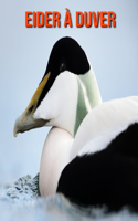 Eider à Duver