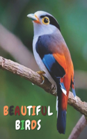 Beautiful Birds