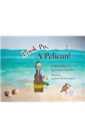 Look Pa, A Pelican!