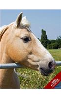 Horse Notebook Collection: (Horse Notebook, Journal, Diary) (Notebook Gifts) Collect Them All
