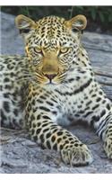 Leopard Checking You Out Journal