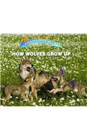 How Wolves Grow Up