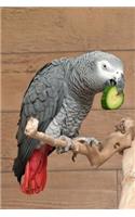 African Gray Parrot Notebook