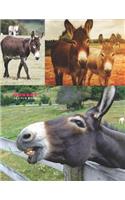 Donkey Sketch Book