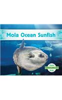 Mola Ocean Sunfish
