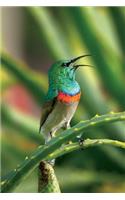 Southern Double-collared Sunbird on an Aloe Bloom Journal: 150 page lined notebook/diary