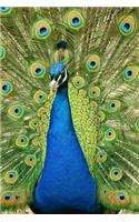 A Peacock in Full Display Journal