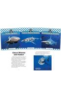 Sharks Set 1 (Set)