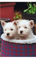 2020 Daily Planner Two Pups Basket Dog Photo 388 Pages