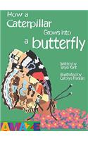 How A Caterpillar Grows Into A Butterfly