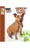 American Pit Bull Terrier