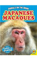 Japanese Macaques