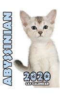 Abyssinian 2020 Cat Calendar