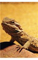 Bearded Dragon Journal: Blank Lined Journal 6x9 110 Pages - gift for graduation, for adults, for entrepeneur, for women, for men