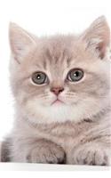 British Kitten August Notebook & Journal. Productivity Work Planner & Idea Notepad: Brainstorm Thoughts, Self Discovery, To Do List