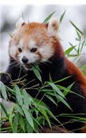 Mind Blowing Cute Little Red Panda Eating Bamboo 150 Page lined journal: 150 page lined journal