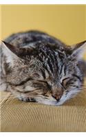 Sleeping Cat