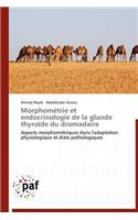 Morphométrie Et Endocrinologie de la Glande Thyroïde Du Dromadaire