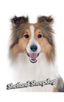 Shetland Sheepdog: Composition Book 150 pages 8.5 x 11 in. Wide Ruled Writing Notebook Lined Paper Soft Cover Plain Journal