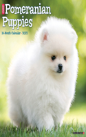 Just Pomeranian Puppies 2022 Wall Calendar (Dog Breed)
