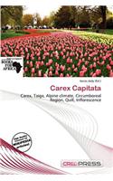 Carex Capitata: (English)