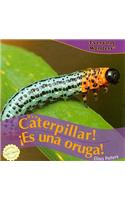 It's a Caterpillar! / ¡Es Una Oruga!: (Everyday Wonders / Maravillas de Todos los Días)
