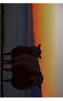 Two Sheep and an Irish Sunset Journal