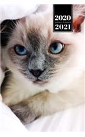 Siamese Cat Kitten Kitty Tomcat Week Planner Organizer 2020 / 2021 - Cute Baby