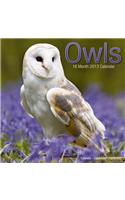 Owls 2013