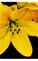 Brilliant Yellow Lily Flowers Journal: Take Notes, Write Down Memories in this 150 Page Lined Journal