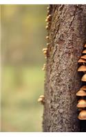 Mushrooms Growing in a Crack of a Tree Journal