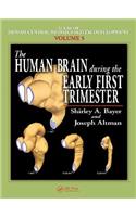 Human Brain During the Early First Trimester