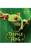From Tadpole to Frog