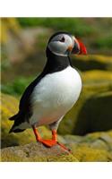 Puffin Notebook: Notebook Journal 8.5 X 11 202 Lined Pages