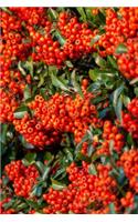 Firethorn Pyracantha Berries Journal: Take Notes, Write Down Memories in this 150 Page Lined Journal